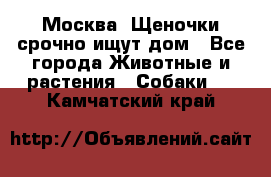 Москва! Щеночки срочно ищут дом - Все города Животные и растения » Собаки   . Камчатский край